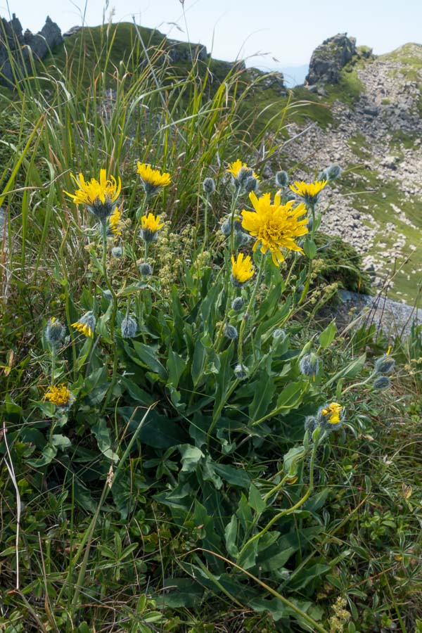 Asteracea in crinale - Hieracium sp.